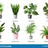 VENDO todo tipo de plantas